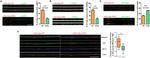 PI4K2A Antibody in Immunohistochemistry (IHC)