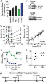 GAPDH Antibody in Western Blot (WB)