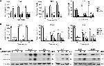 BrdU Antibody in Flow Cytometry (Flow)