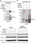 DYKDDDDK Tag Antibody in Western Blot (WB)