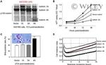 delta Catenin Antibody in Western Blot (WB)