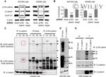 delta Catenin Antibody in Western Blot (WB)