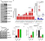 beta Catenin Antibody in Western Blot (WB)