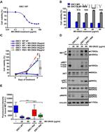 c-Met Antibody in Western Blot (WB)