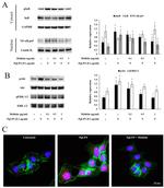 Lamin B1 Antibody in Western Blot (WB)