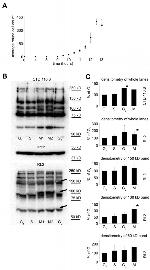 O-linked N-acetylglucosamine (O-GlcNAc) Antibody in Western Blot (WB)