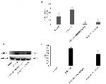 COX2 Antibody in Western Blot (WB)