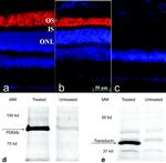 PDE6B Antibody in Western Blot, Immunohistochemistry (WB, IHC)