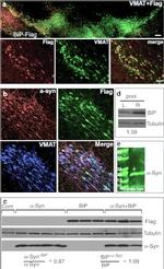 alpha Synuclein Antibody in Western Blot, Immunohistochemistry, Immunoprecipitation (WB, IHC, IP)