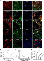 Fluorescein/Oregon Green Antibody in Immunohistochemistry (IHC)