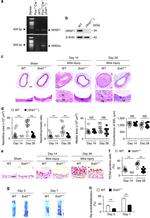 SRSF1 Antibody in Western Blot (WB)