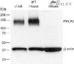 PMCA2 ATPase Antibody in Western Blot (WB)