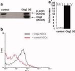 CD140a (PDGFRA) Antibody in Flow Cytometry (Flow)