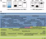 ALK Antibody in Western Blot (WB)