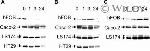 VDR Antibody in Western Blot (WB)