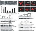 Phospho-FAK (Tyr407) Antibody in Western Blot (WB)