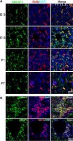 CD11b Antibody in Immunohistochemistry (IHC)