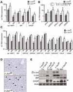 CHOP Antibody in Western Blot (WB)