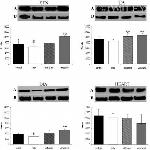 Calsequestrin Antibody in Western Blot (WB)