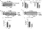 DISC1 Antibody in Immunoprecipitation (IP)