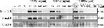 SMAD3 Antibody in Western Blot (WB)