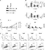 Aurora B Antibody in Western Blot (WB)