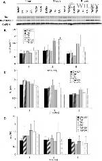 Phospho-Tau (Ser199, Ser202) Antibody in Western Blot (WB)