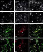 Connexin 29 Antibody in Immunohistochemistry (Frozen) (IHC (F))