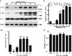 Phospho-Tau (Thr212) Antibody in Western Blot (WB)