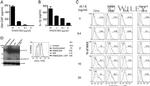 GM-CSF Antibody in ELISA (ELISA)