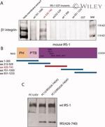 IRS1 Antibody in Western Blot (WB)