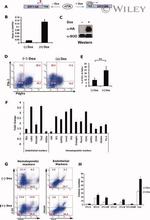 CD117 (c-Kit) Antibody in Flow Cytometry (Flow)