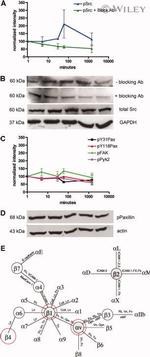 SRC Antibody in Western Blot (WB)