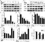 Phospho-Tau (Thr212) Antibody in Western Blot (WB)