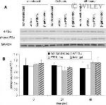 GAPDH Antibody in Western Blot (WB)