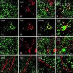 Connexin 32 Antibody in Immunohistochemistry (Frozen) (IHC (F))