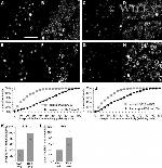 Phospho-JNK1/JNK2 (Thr183, Tyr185) Antibody in Immunohistochemistry (IHC)