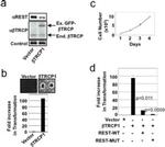 BTRC Antibody in Western Blot (WB)