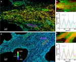 GFAP Antibody in Immunocytochemistry (ICC/IF)