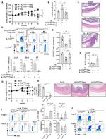 FOXP3 Antibody in Flow Cytometry (Flow)