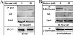 O-linked N-acetylglucosamine (O-GlcNAc) Antibody in Immunoprecipitation (IP)