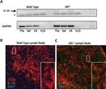 IL-13 Antibody in Immunohistochemistry (IHC)