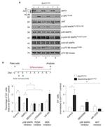 Phospho-p38 MAPK (Thr180, Tyr182) Antibody in Western Blot (WB)