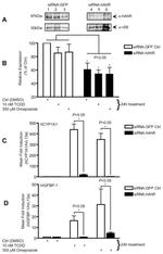 AHR Antibody in Western Blot (WB)