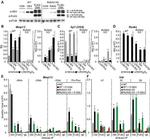 DYKDDDDK Tag Antibody in Western Blot, ChIP Assay (WB, ChIP)