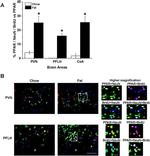 PPAR alpha Antibody in Immunohistochemistry (IHC)