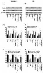 Leptin Antibody in Western Blot, ELISA (WB, ELISA)