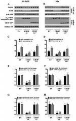 Leptin Antibody in Western Blot (WB)