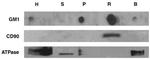 ATP1A1 Antibody in Western Blot (WB)