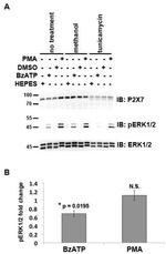 Phospho-ERK1/ERK2 (Thr185, Tyr187) Antibody in Western Blot (WB)